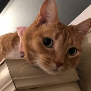 Meet your Posher, Christa